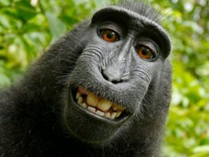 Monkey's Selfie: Whether It Is Copyrightable By Monkey Or Human? 2